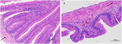 Effect of arsenic stress on the intestinal structural integrity and intestinal flora abundance of Cyprinus carpio